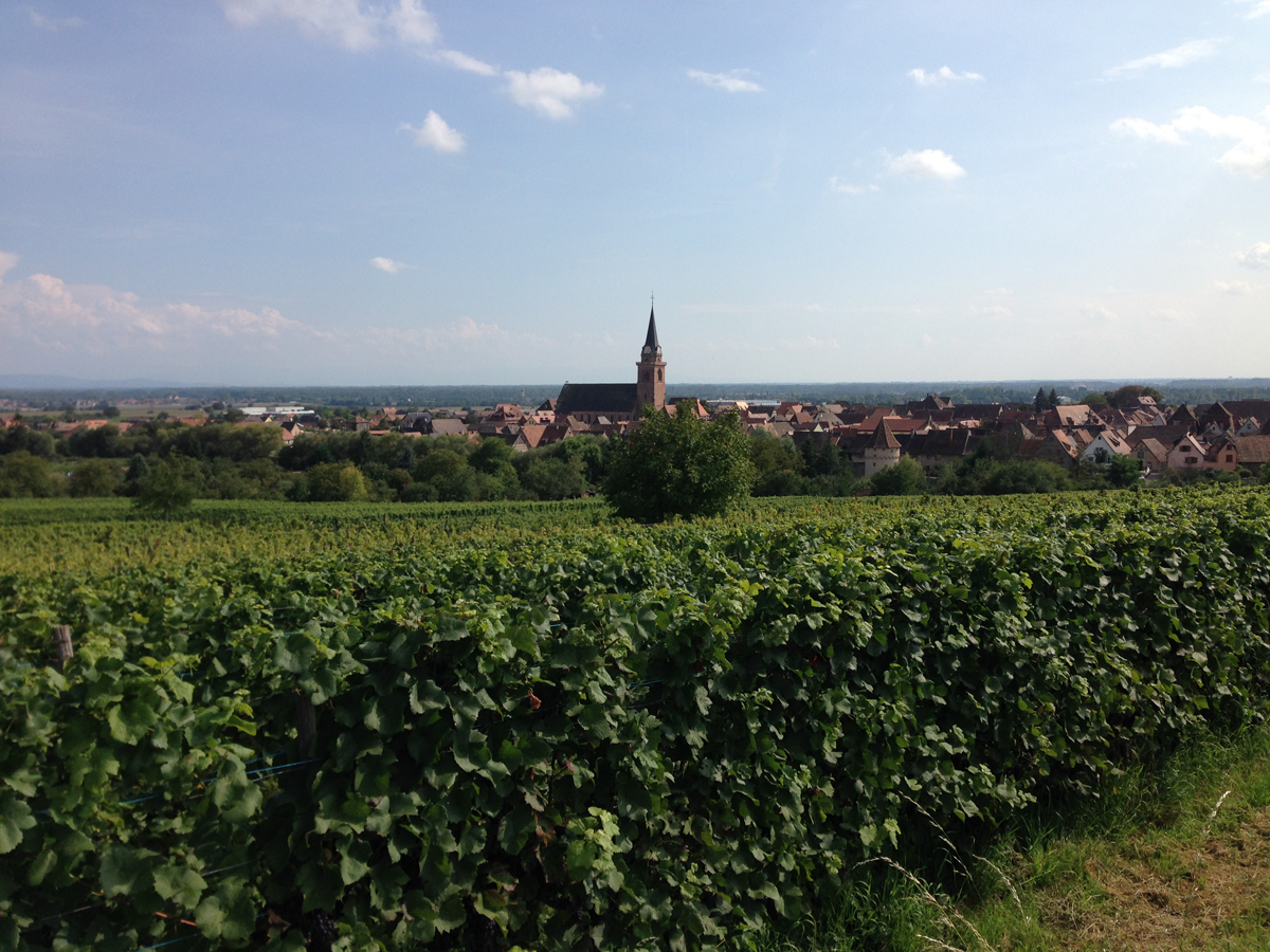 アルザスのぶどう畑